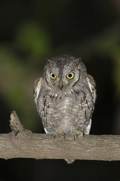 African Scops-owl (Otus senegalensis) adult, perched on branch at night, Gambia
