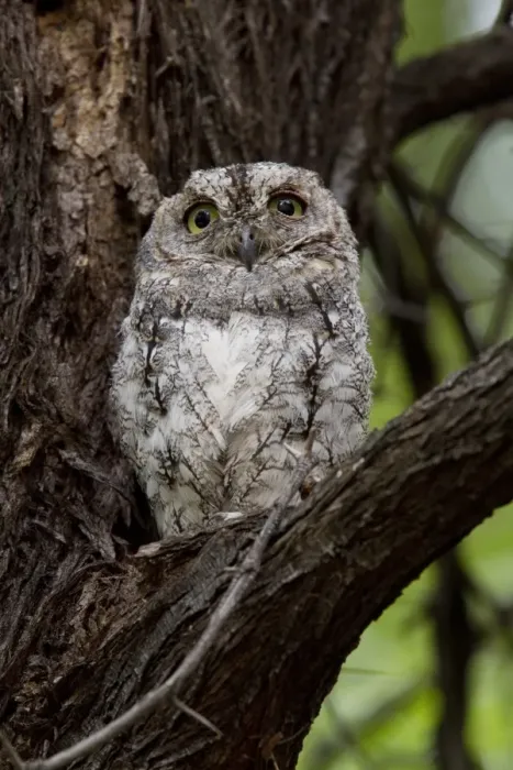 Framed Print : African Scops Owl at Savuti Elephant Lodge, Botswana Framed Print : African Scops Owl at Savuti Elephant Lodge, Botswana