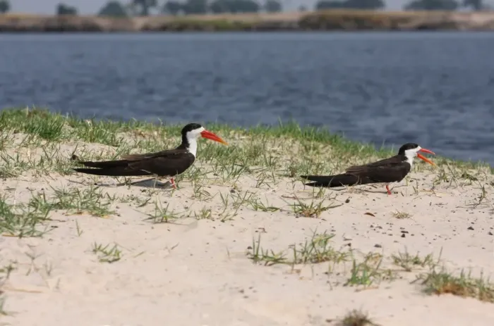 Framed Print : African Skimmer (Rynchops flavirostris) adult male and female, standing on sandbank, Okavango Delta, Botswana