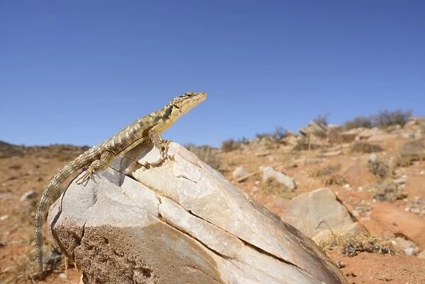 African Spiny-tailed Lizard (Cordylus polyzonus) adult, resting on rock in desert habitat, South Africa, February