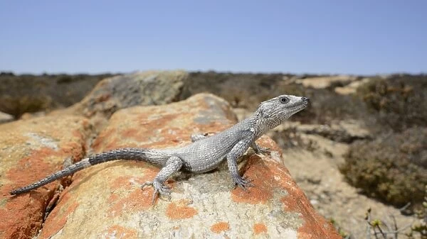 African Spiny-tailed Lizard (Cordylus polyzonus) adult, resting on rock in desert, South Africa, February