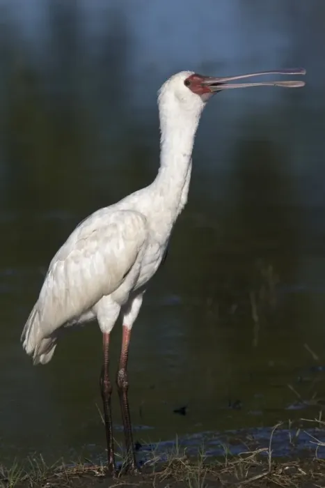 Framed Print : African Spoonbill - Okavango Delta, Botswana Framed Print : African Spoonbill - Okavango Delta, Botswana