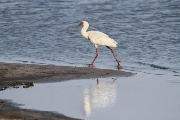 Framed Print : African Spoonbill (Platalea alba) adult, walking on riverbank, Okavango Delta, Botswana Framed Print : African Spoonbill (Platalea alba) adult, walking on riverbank, Okavango Delta, Botswana