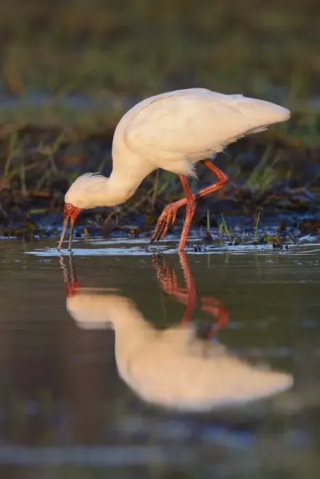 Framed Print : African Spoonbill (Platalea alba) adult, feeding in shallow water, Chobe N. P. Botswana, July
