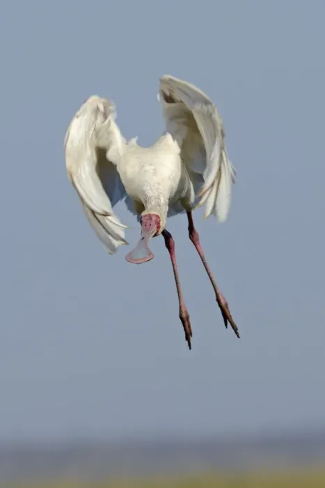 Framed Print : African Spoonbill (Platalea alba) adult, in flight, taking off, Chobe N. P. Botswana, July Framed Print : African Spoonbill (Platalea alba) adult, in flight, taking off, Chobe N. P. Botswana, July