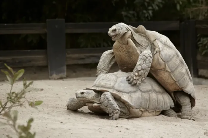 Framed Print : African Spurred Tortoise (Geochelone sulcata) adult pair, mating, Village des Tortues de Nouflaye, Rufisque, Senegal (captive) Framed Print : African Spurred Tortoise (Geochelone sulcata) adult pair, mating, Village des Tortues de Nouflaye, Rufisque, Senegal (captive)