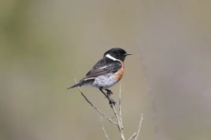 Framed Print : African Stonechat (Saxicola torquatus) adult male, perched on stem, Bontebok N. P. Western Cape, South Africa, September Framed Print : African Stonechat (Saxicola torquatus) adult male, perched on stem, Bontebok N. P. Western Cape, South Africa, September