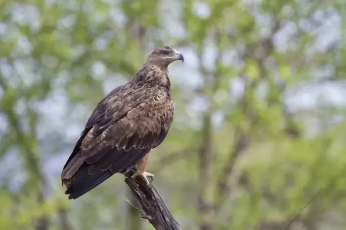 Framed Print : African Tawny Eagle (Aquila rapax) adult, perched on branch, Serengeti N. P. Tanzania, December Framed Print : African Tawny Eagle (Aquila rapax) adult, perched on branch, Serengeti N. P. Tanzania, December