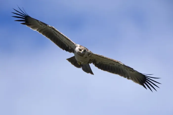 Framed Print : African Tawny Eagle (Aquila rapax) immature, in flight, Masai Mara, Kenya Framed Print : African Tawny Eagle (Aquila rapax) immature, in flight, Masai Mara, Kenya