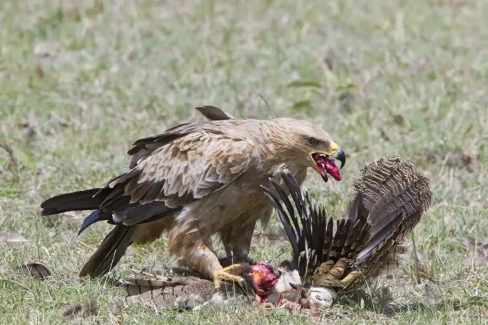 Framed Print : African Tawny Eagle (Aquila rapax) immature, feeding on bustard kill, Kenya, October