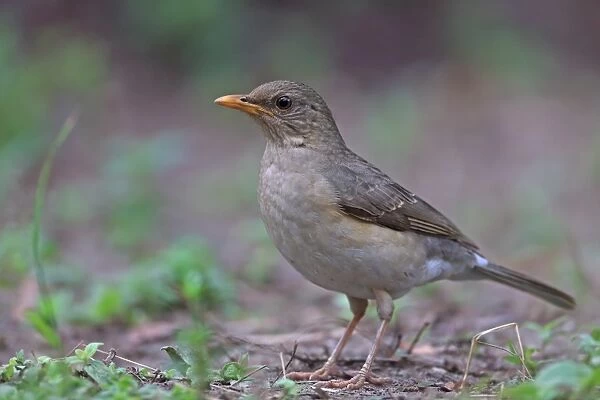 African Thrush (Turdus pelios chiguancoides) adult, standing on ground, Gambia, January