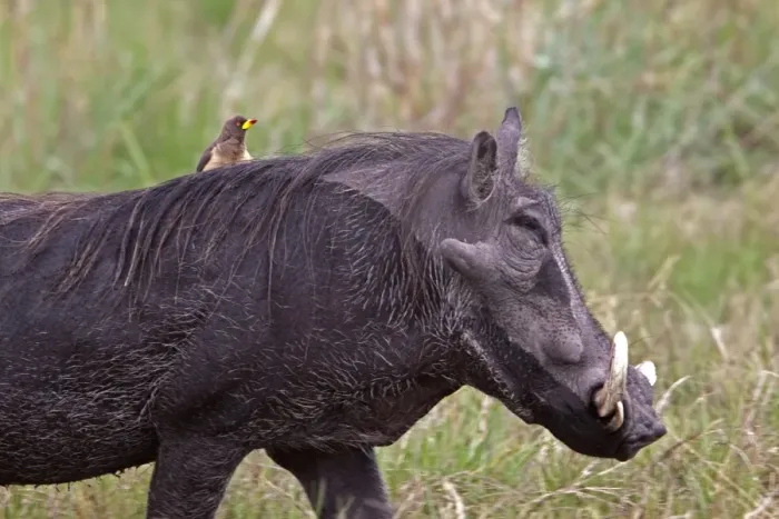 Framed Print : African Warthog with yellow billed oxpecker riding on its back Framed Print : African Warthog with yellow billed oxpecker riding on its back