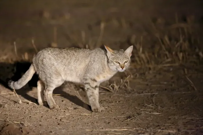 Framed Print : African Wild Cat (Felis silvestris lybica) adult, standing on ground, spotlit at night, Kgalagadi Transfrontier Park Framed Print : African Wild Cat (Felis silvestris lybica) adult, standing on ground, spotlit at night, Kgalagadi Transfrontier Park