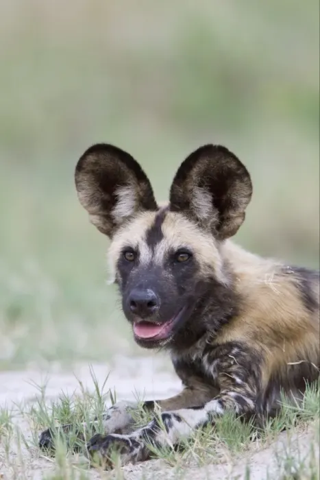 Framed Print : African Wild Dog (Lycaon pictus) adult, close-up of head, resting on sandy grass area, Okavango Delta, Botswana Framed Print : African Wild Dog (Lycaon pictus) adult, close-up of head, resting on sandy grass area, Okavango Delta, Botswana