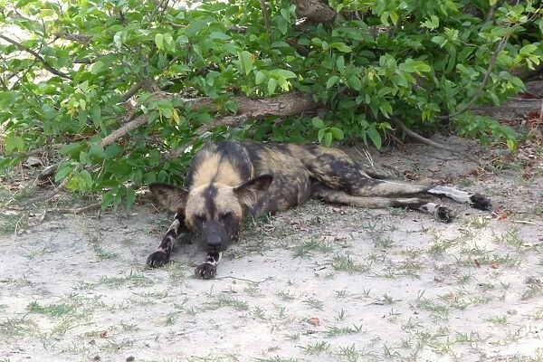 African Wild Dog (Lycaon pictus) adult, sleeping in shade, Okavango Delta, Botswana