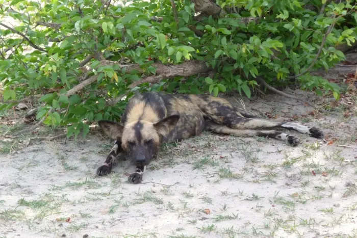 Framed Print : African Wild Dog (Lycaon pictus) adult, sleeping in shade, Okavango Delta, Botswana