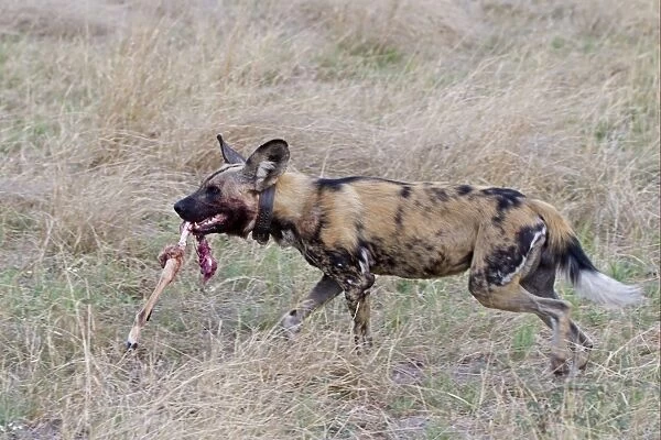 African Wild Dog (Lycaon pictus) adult, wearing radio collar, carrying Impala (Aepyceros melampus) kill leg