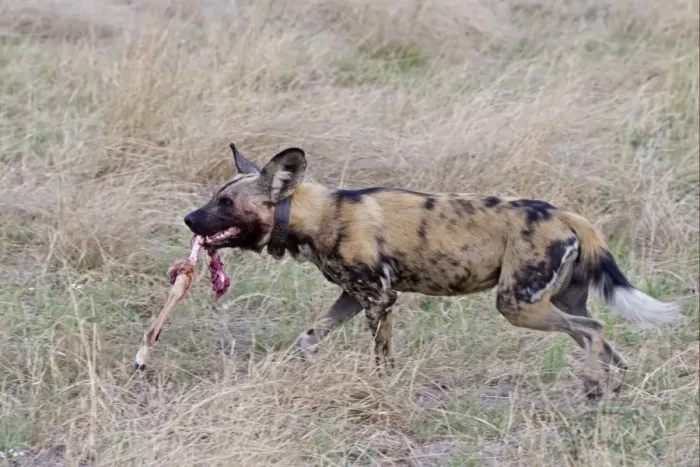 Framed Print : African Wild Dog (Lycaon pictus) adult, wearing radio collar, carrying Impala (Aepyceros melampus) kill leg Framed Print : African Wild Dog (Lycaon pictus) adult, wearing radio collar, carrying Impala (Aepyceros melampus) kill leg