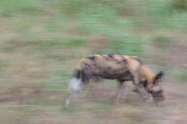 African Wild Dog (Lycaon pictus) adult, running, blurred movement, Okavango Delta, Botswana