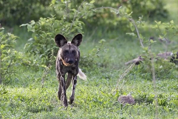 African Wild Dog (Lycaon pictus) adult, walking, Okavango Delta, Botswana