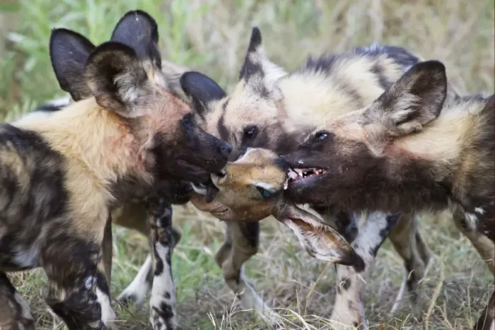 Framed Print : African Wild Dog (Lycaon pictus) adults, pack fighting over Impala (Aepyceros melampus) kill head, Okavango Delta, Botswana