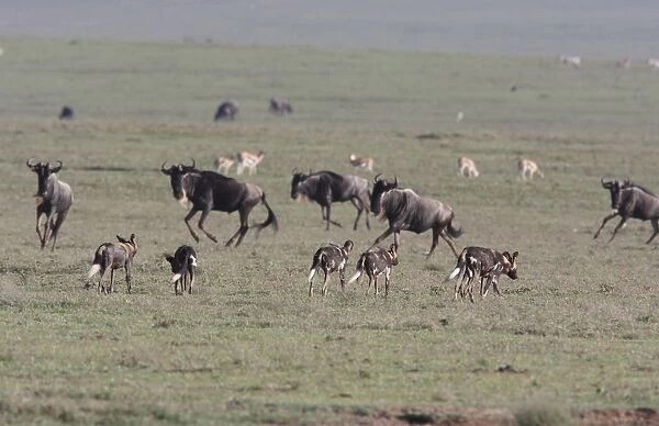 African Wild Dog (Lycaon pictus) adults, pack walking across grassland habitat with Blue Wildebeest (Connochaetus taurinus) herd, Serengeti, Tanzania