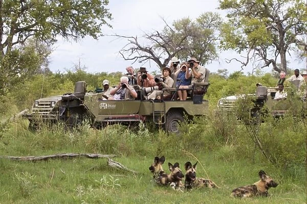 African Wild Dog (Lycaon pictus) adults, pack being watched and watched by tourists in vehicle, Okavango Delta