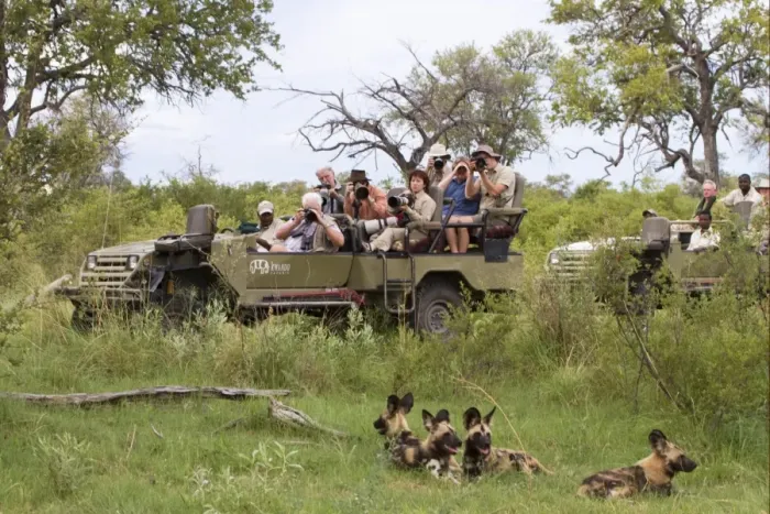 Framed Print : African Wild Dog (Lycaon pictus) adults, pack being watched and watched by tourists in vehicle, Okavango Delta Framed Print : African Wild Dog (Lycaon pictus) adults, pack being watched and watched by tourists in vehicle, Okavango Delta