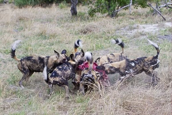 African Wild Dog (Lycaon pictus) adults, pack feeding frenzy at Impala (Aepyceros melampus) calf kill, Okavango Delta