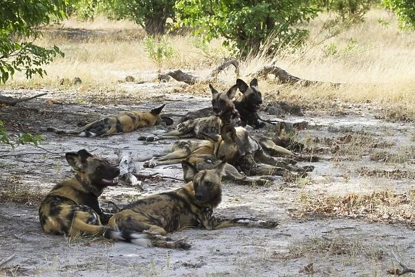 African Wild Dog (Lycaon pictus) adults, pack resting in shade, Okavango Delta, Botswana