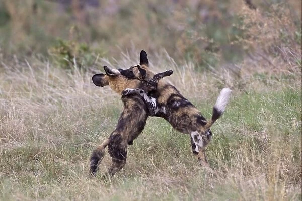 African Wild Dog (Lycaon pictus) two adults, play-fighting, Okavango Delta, Botswana