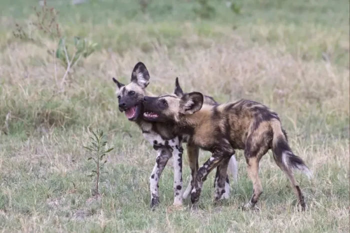Framed Print : African Wild Dog (Lycaon pictus) two adults, playing, Okavango Delta, Botswana Framed Print : African Wild Dog (Lycaon pictus) two adults, playing, Okavango Delta, Botswana
