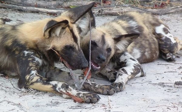 African Wild Dog (Lycaon pictus) two adults, chewing on twig, Okavango Delta, Botswana