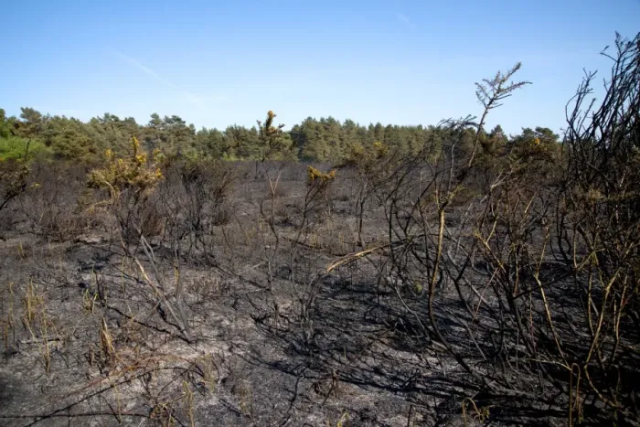 Framed Print : Aftermath of fire on heathland caused by either carelessness or arson, Ashdown Forest, East Sussex, England, June
