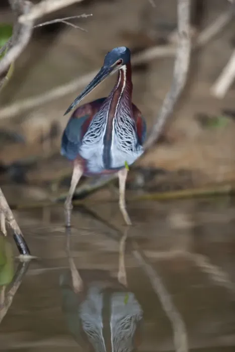 Framed Print : Agami Heron (Agamia agami) adult, hunting in river, Pixaim River, Pantanal, Mato Grosso, Brazil