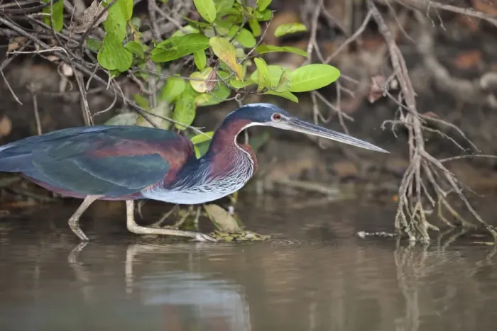 Framed Print : Agami Heron (Agamia agami) adult, hunting in river, Pixaim River, Pantanal, Mato Grosso, Brazil