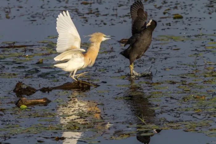 Framed Print : Aggression between Squacco Heron and Coot