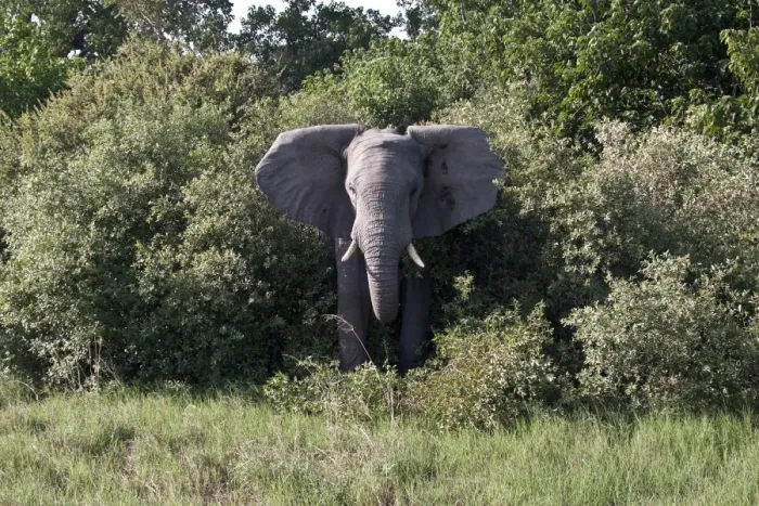 Framed Print : Aggressive ear flapping African Elephant threatens from Botswana bush Framed Print : Aggressive ear flapping African Elephant threatens from Botswana bush