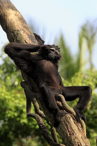 Agile Gibbon (Hylobates agilis) adult, resting on tree trunk (captive)
