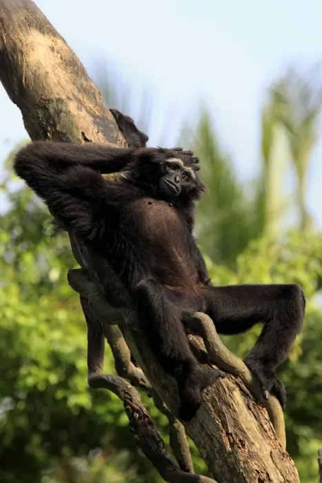Framed Print : Agile Gibbon (Hylobates agilis) adult, resting on tree trunk (captive) Framed Print : Agile Gibbon (Hylobates agilis) adult, resting on tree trunk (captive)