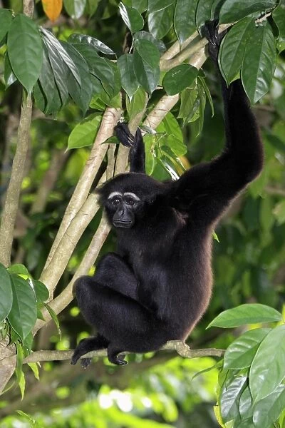 Agile Gibbon (Hylobates agilis) adult, sitting in tree (captive)