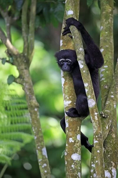 Agile Gibbon (Hylobates agilis) adult female, clinging to branches (captive)