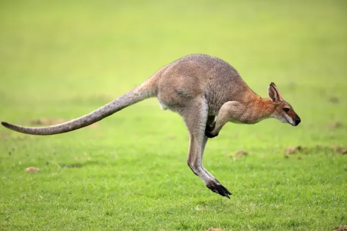 Framed Print : Agile Wallaby (Macropus agilis) adult, jumping, Australia Framed Print : Agile Wallaby (Macropus agilis) adult, jumping, Australia