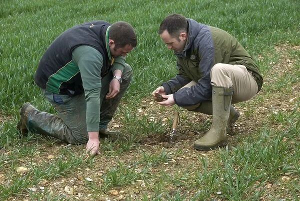 Agronomist and farmer checking soil structure in wheat crop on farm, Hertfordshire, England, april