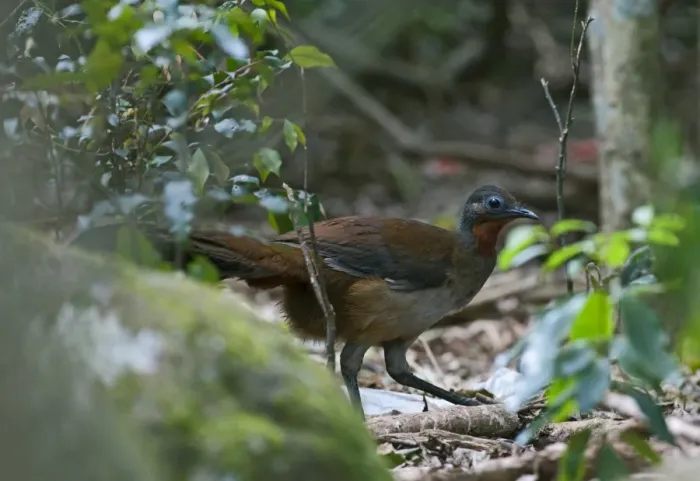 Framed Print : Albert's Lyrebird (Menura alberti) adult male, walking in subtropical rainforest, McPherson Range, Queensland, Australia Framed Print : Albert's Lyrebird (Menura alberti) adult male, walking in subtropical rainforest, McPherson Range, Queensland, Australia