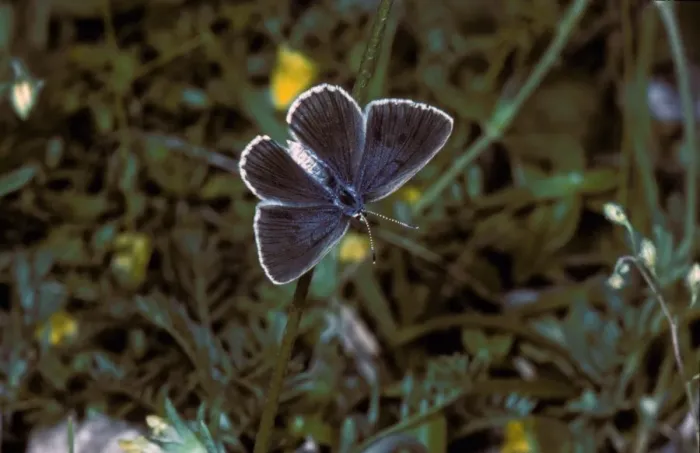 Framed Print : Alcon Blue (Maculinea alcon) Female / upper wing Framed Print : Alcon Blue (Maculinea alcon) Female / upper wing