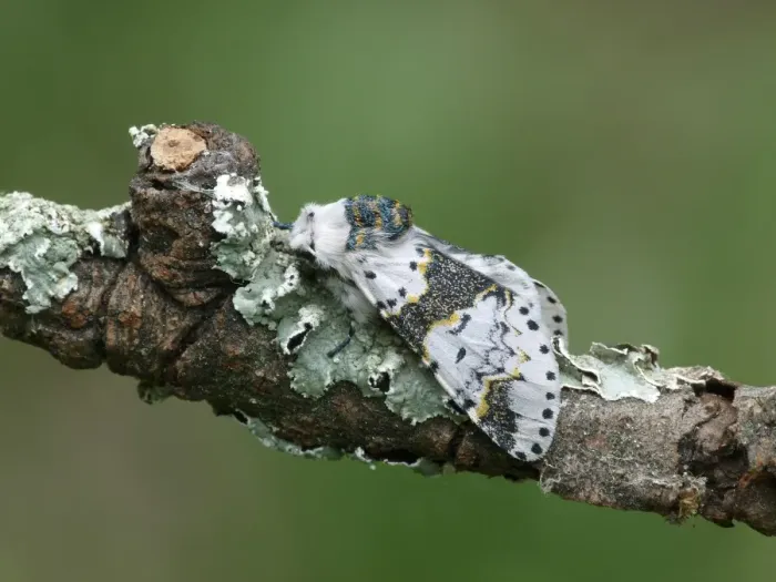 Framed Print : Alder Kitten (Furcula bicuspis) adult, resting on lichen covered twig, Cannobina Valley, Italian Alps, Piedmont, Italy Framed Print : Alder Kitten (Furcula bicuspis) adult, resting on lichen covered twig, Cannobina Valley, Italian Alps, Piedmont, Italy