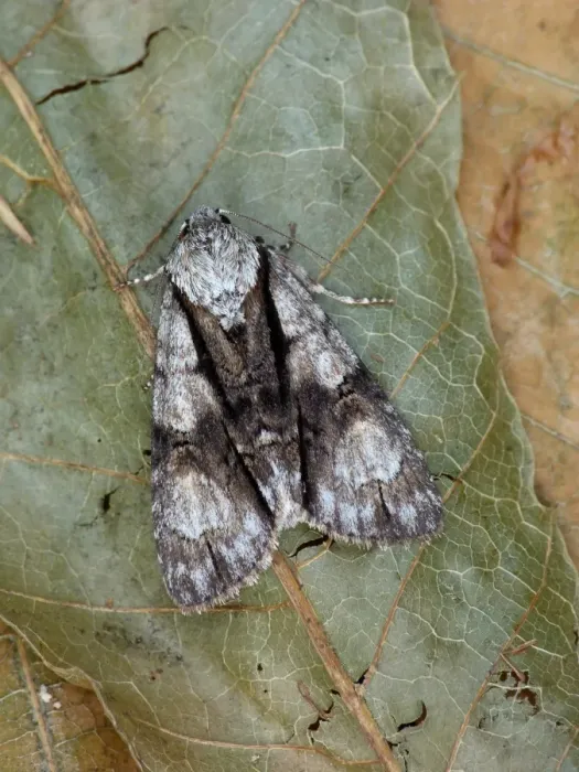 Framed Print : Alder Moth (Acronicta alni) adult, resting on dry leaves, Cannobina Valley, Italian Alps, Piedmont, Northern Italy Framed Print : Alder Moth (Acronicta alni) adult, resting on dry leaves, Cannobina Valley, Italian Alps, Piedmont, Northern Italy