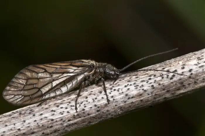 Framed Print : Alderfly (Sialis lutaria) adult, resting on stem, Crossness Nature Reserve, Bexley, Kent, England, may Framed Print : Alderfly (Sialis lutaria) adult, resting on stem, Crossness Nature Reserve, Bexley, Kent, England, may