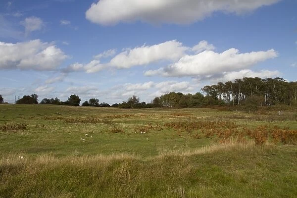 Aldringham walks conservation area, part of the Suffolk Sandlings managed by the RSPB